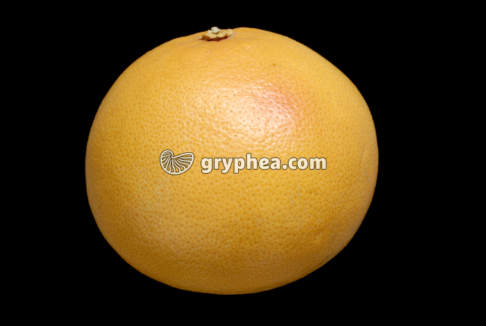 Pomelos rose (Citrus maxima × Citrus sinensis) - gryphea.org